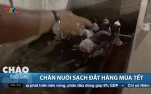 Chăn nuôi sạch đắt hàng mùa Tết