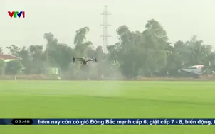 Nhiều bước tiến trong sản xuất lúa gạo