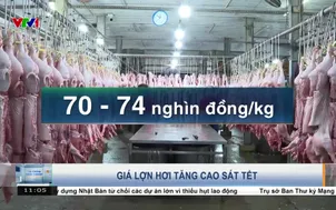 Giá lợn hơi tăng cao sát Tết