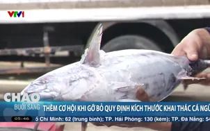 Thêm cơ hội khi gỡ bỏ quy định kích thước khai thác cá ngừ