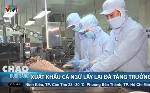 Xuất khẩu cá ngừ lấy lại đà tăng trưởng