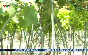 Nho cảnh đắt hàng trước Tết