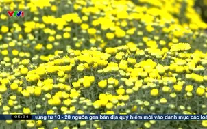 Chung tay kết nối mùa hoa "lệch nhịp"