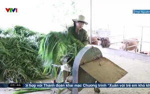 Làm giàu từ nuôi trâu, bò vỗ béo