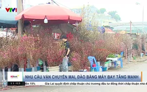 Nhu cầu vận chuyển Mai, Đào bằng máy bay tăng mạnh