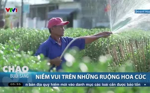 Niềm vui trên những ruộng hoa cúc
