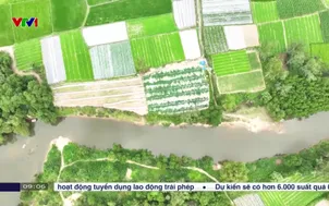 Làng hoa, làng rau tất bật vào vụ Tết