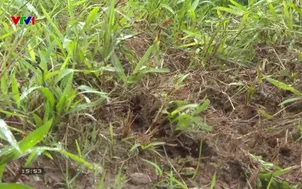 Về quê - 24/01/2026