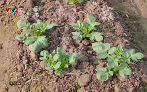 Bạn của nhà nông - Số 60B