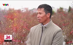 Cuộc "di cư" của đào Nhật Tân