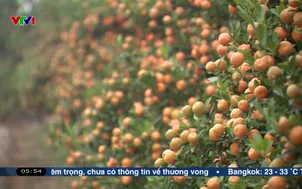 Vượt khó đưa quất cảnh ra thị trường