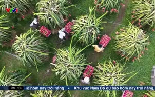 Thanh long trái vụ đắt hàng dịp cận Tết