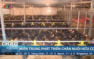 Thực phẩm hữu cơ chiếm lĩnh thị trường Tết
