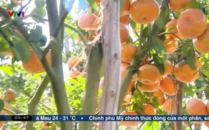 Quýt hồng đón xuân trên đất Tây Đô