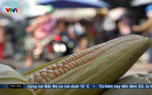 Vị ngọt bắp quê