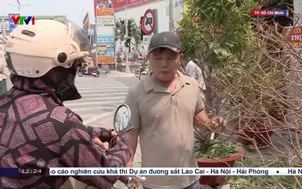 Sôi động thị trường hoa, cây cảnh