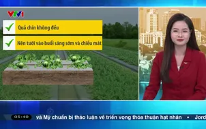 Bản tin thời tiết 5h30 - 03/02/2026