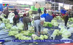 Khoảng 500 nghìn tấn rau sẽ được cung cấp dịp Tết Nguyên đán