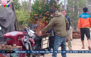 Làng cây cảnh hối hả đón Tết Bính Ngọ