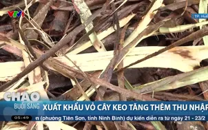 Xuất khẩu vỏ cây keo tăng thêm thu nhập