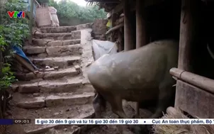 Các tỉnh phía Bắc tăng cường ứng phó rét