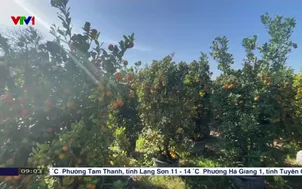 Nhà vườn trồng quất Tết xuất hoa ra thị trường