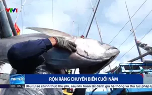 Rộn ràng chuyến biển cuối năm