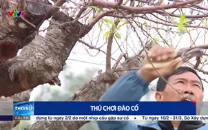 Thú chơi đào cổ