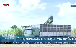 Hỗ trợ nông dân thu hoạch mía xuyên Tết