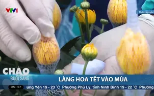 Làng hoa Tết vào mùa