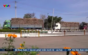 Mía được mùa, được giá