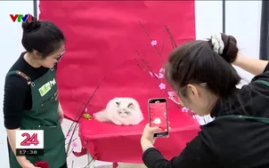 Khách sạn, spa cho thú cưng kín khách dịp giáp Tết