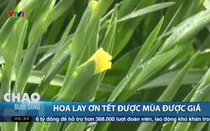 Hoa lay ơn Tết được mùa được giá