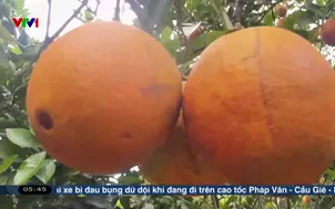 Đón Tết cùng vườn cam Cara ngọt lành