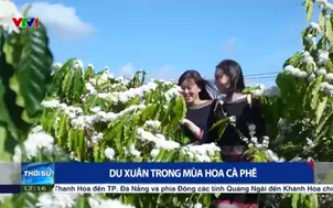 Du xuân trong mùa hoa cà phê