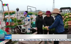 Xuống đồng vụ xuân