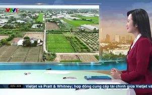 Ngày mới trên cánh đồng rau an toàn Tân Đông