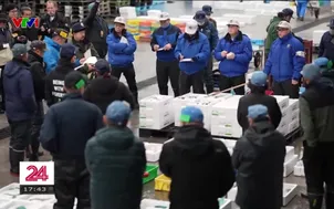 Truyền thống đấu giá cá ở Nhật Bản