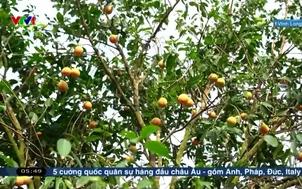 Làm kinh tế từ giống thanh trà ngọt