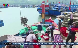 Ngư dân Quảng Ngãi bội thu cá cơm đầu năm