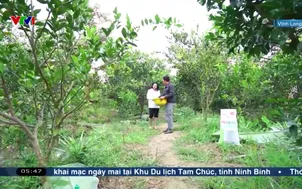 Buổi sáng cùng bà con chăm sóc quýt đường Cái Mơn