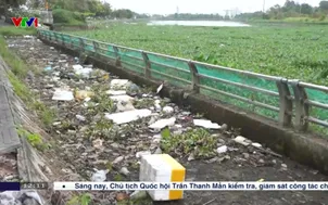 Nhiều ao hồ, kênh rạch bị lục bình phủ kín