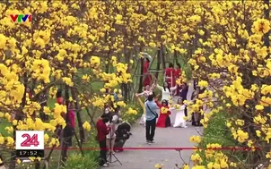 Sắc hoa Phong Linh nở rộ đón người dân Hà Nội du xuân đầu năm