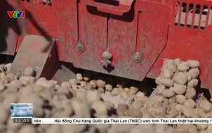 Giá khoai tây tại châu Âu lao dốc