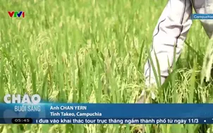 Ngày mới trên cánh đồng lúa cao sản