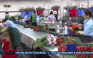 Dư địa phát triển cho ngành hoa cảnh Việt Nam