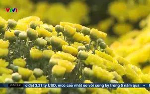 Làng nghề trồng hoa tiếp cận công nghệ