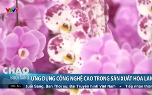 Ứng dụng công nghệ cao trong sản xuất hoa lan