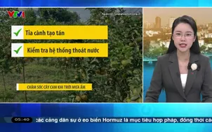 Bản tin thời tiết 5h30 - 12/3/2026