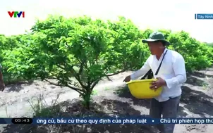Buổi sáng tại vùng trồng mãng cầu Bà Đen